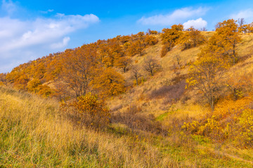 Fototapeta premium Beautiful landscape - Autumn oak forest on high hills
