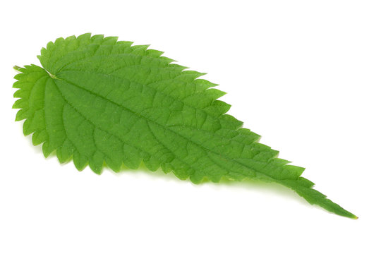 nettle leaf isolated on white background. medical herbs.