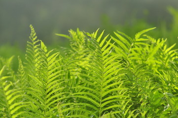 Beautiful ferns leaves green foliage natural floral fern background in sunlight.