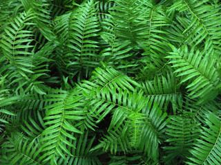 Fototapeta na wymiar Tropical Fern Bushes green season.