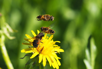 hoverfly on a flower