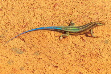 Fototapeta premium Blue-tailed Sandveld lizard ,Nucras caesicaudata, African lizard in South Africa, living in dry, sandy and savanna areas. Kruger National Park.