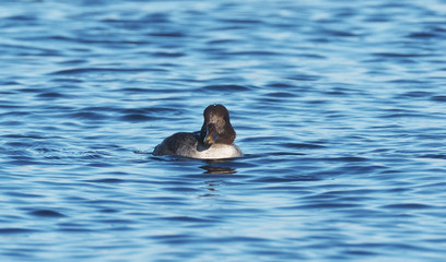 duck Bucephala clangula on the river