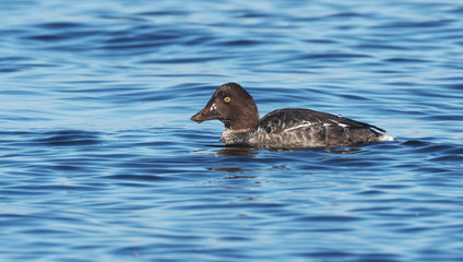 duck Bucephala clangula on the river