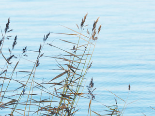 Fototapeta premium dry grass by the river