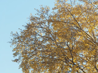 yellowed tree crown in autumn