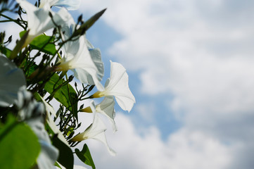 夕顔の白い花