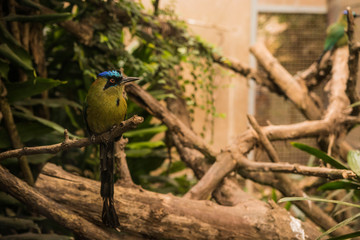 Motmot with blue crown