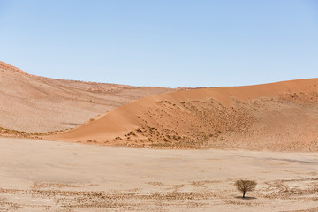Fototapeta na wymiar Luftaufnahme, einzelner Baum vor Sanddüne, Sossusvlei, Namib-Wüste