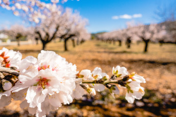 Blooming almond tree branch and almond garden background.