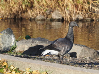 Branta bernicla on the lake