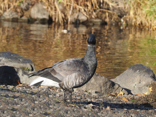 Branta bernicla on the lake