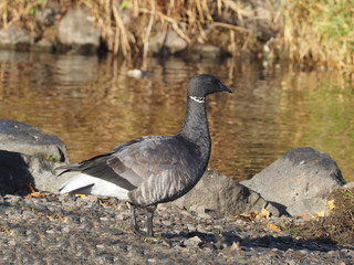 Branta bernicla on the lake