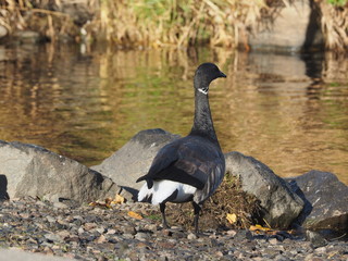 Branta bernicla on the lake