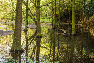 trees immersed in water