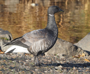 Branta bernicla on the lake