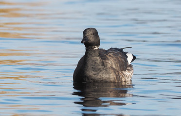 Branta bernicla on the lake