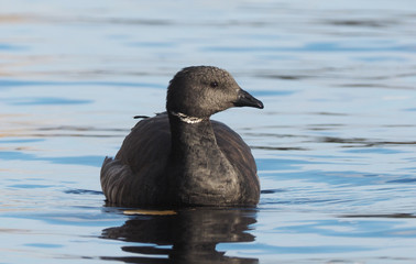Branta bernicla on the lake