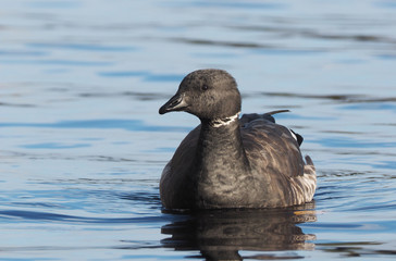 Branta bernicla on the lake