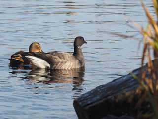 Branta bernicla on the lake