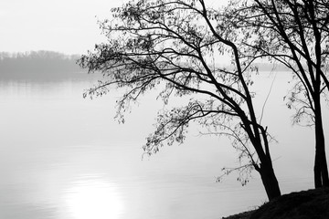 Silhouette of a tree in winter near a river on a foggy morning