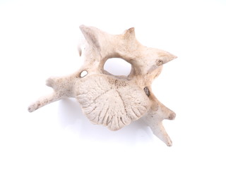 Obraz premium vertebra on white background