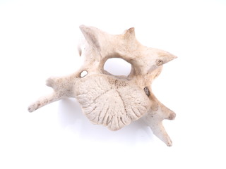 vertebra on white background