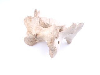 vertebra on white background