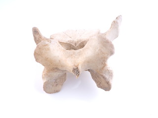 vertebra on white background