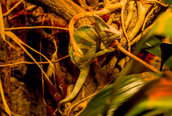 African reptile chamaeleonidae