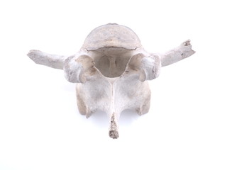 vertebra on white background