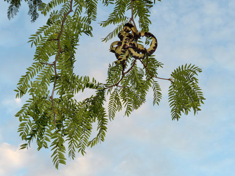 acacia branch with bobes