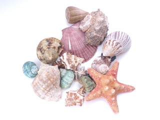 seashells on a white background
