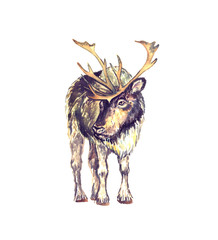 Reindeer male standing, front view, isolated watercolor illustration