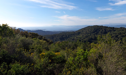 Mediterranean forest in the coast of the Var coast