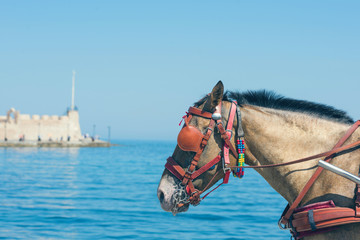 Closeup of horse on the sea background.