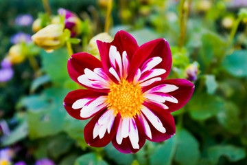 Dahlia Night Butterfly Close up Rich deep red, white and mauve collar, small flower. Collarette...