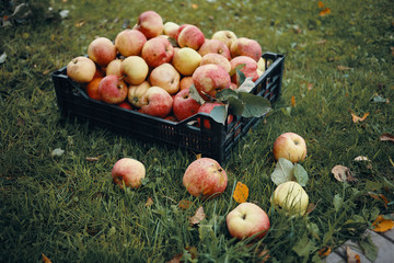 Apple harvest in september. Outdoor shot of green grass with freshly picked yellow and red apples in black plastic box. Freshness, harvesting, horticulture, vitamins, farming and gardening concept