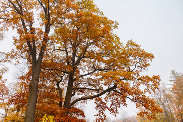 Catherine Park in Pushkin, St. Petersburg, Russia