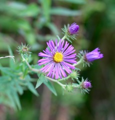 The small purple wildflower on a closeup view.