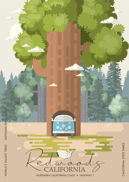 Redwoods park in California vector colorful poster. State parks. World's tallest trees.
