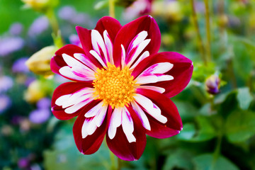 Dahlia Night Butterfly Close up Rich deep red, white and mauve collar, small flower. Collarette...