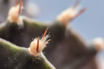 Close up vese and thorn Gymnocalycium mihanovichii cactus.