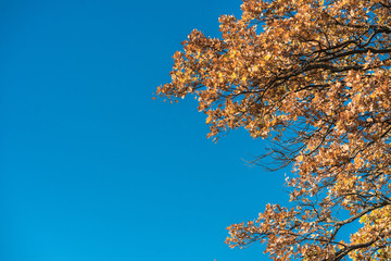 low angle view of yellow autumnal leaves on trees against blue sky