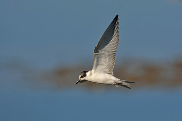 Whiskered tern - Chlidonias hybridus, Crete 