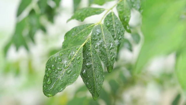 Rain drops on curry leaves tree plant