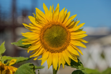 Fototapeta premium Bright yellow sunflower