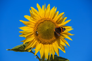 Bright yellow sunflower
