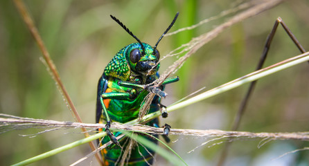 Jewel beetle in field macro shot