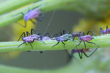 Tansy aphid